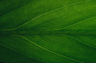A leaf zoomed